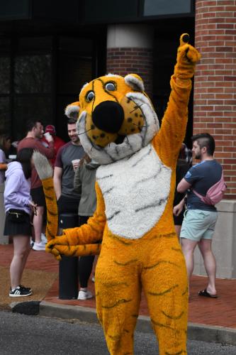 a photo of truman the tiger