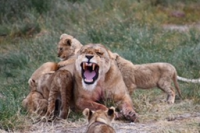 a photo of three lions