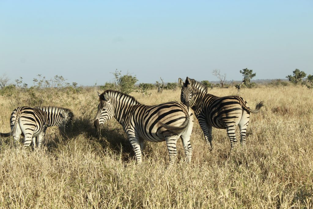 a photo of zebras on the savannah